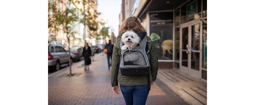 A Pet Industry Pillar